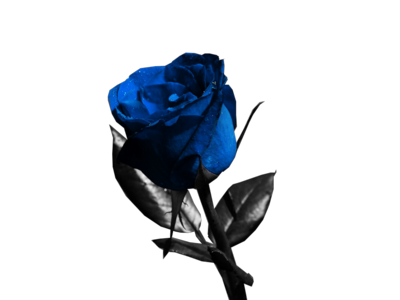 blue-rose-psd-455785.png