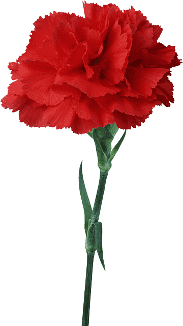 png-transparent-carnation-flower-floristry-red-pepermint-blue-artificial-flower-plant-stem-thu...png