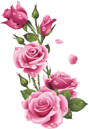 png-transparent-garden-roses-floral-design-pink-centifolia-roses-flower-flower-thumbnail-remov...png